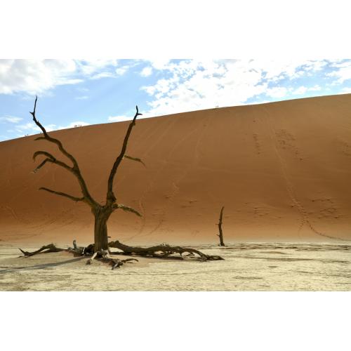 Namibia 2020, Deadvlei, Sossusvlei, Sesriem